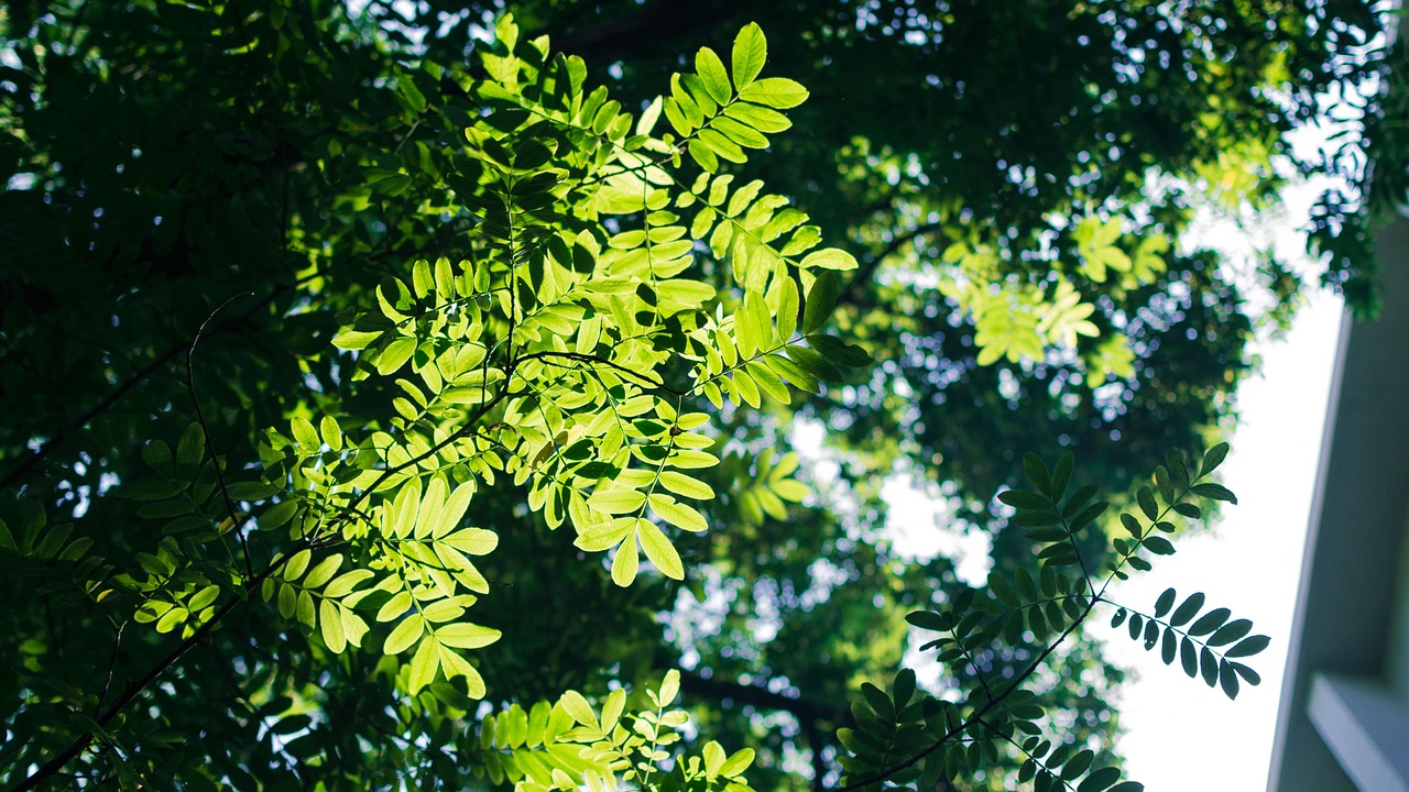 light and shadow, de smell, shade