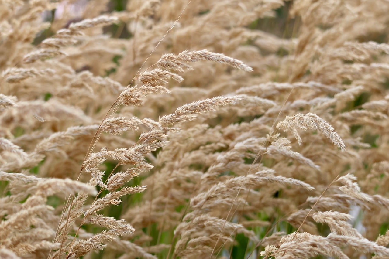 sweet grasses, dry grasses, faded blossoms, feather grass, autumn scene, natural texture, swaying, landscape photography composition, natural calmness, maturity, rural atmosphere, ochre color, natural beauty, background of tranquility, quiet environment, decay, slender spikes, contrast tones, connection to nature, timelessness